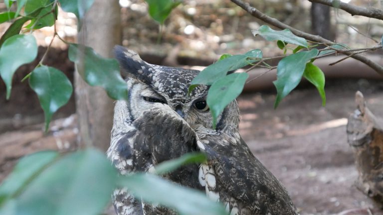 Wilde dieren op school