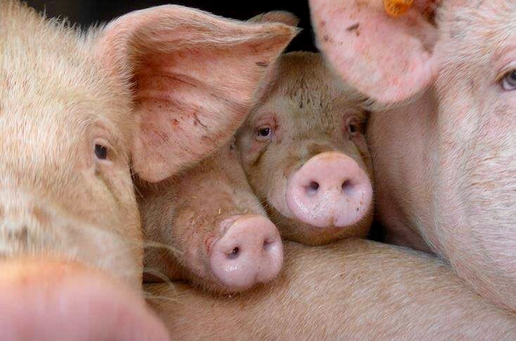 Nederland draagt door uitlevering varkens aan China bij aan volgende pandemie