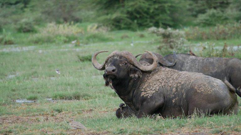 Dagje Arusha National Park