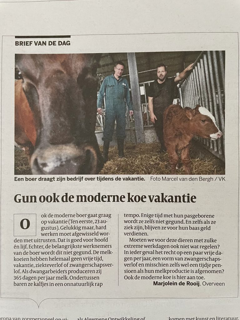 Gun ook de moderne koe vakantie