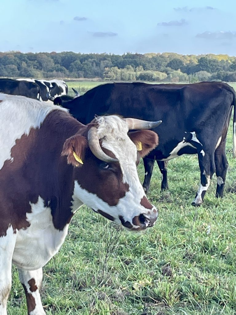 Stop met het onthoornen van koeien