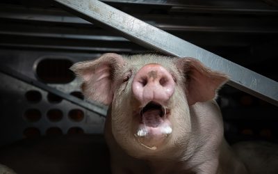 Door een stalbrand komen 9.000 varkens om. Dit moet stoppen.