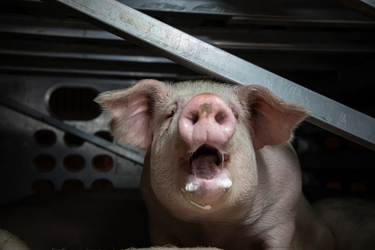 Varkens horen niet in gevangenschap