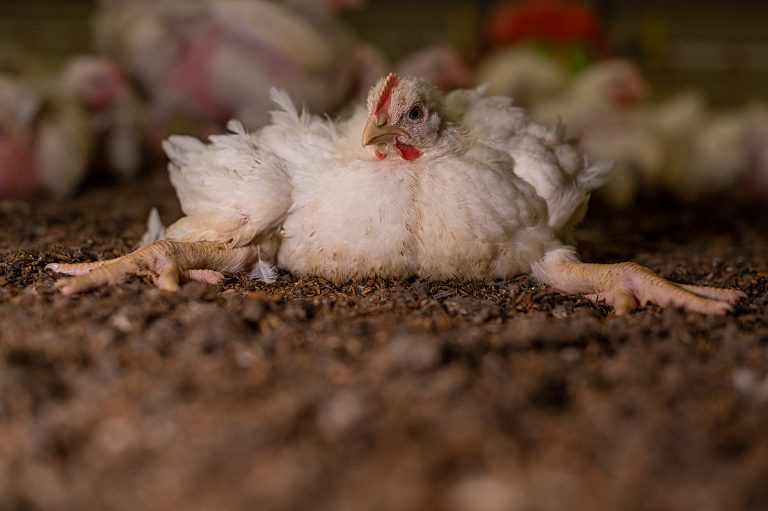 Nieuws voor de BBB: het is ook zielig!