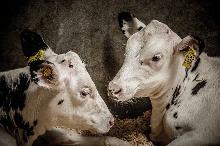 Zware tijden voor dieren