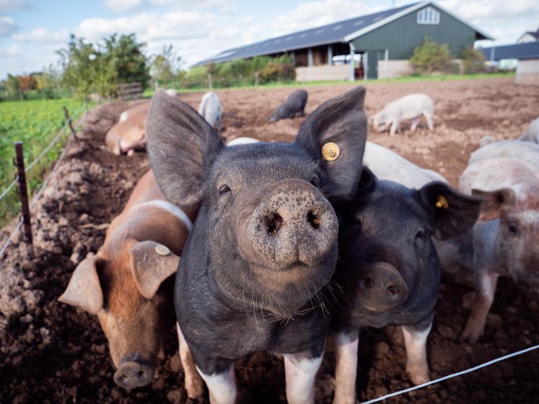 ‘What are animals thinking?’
