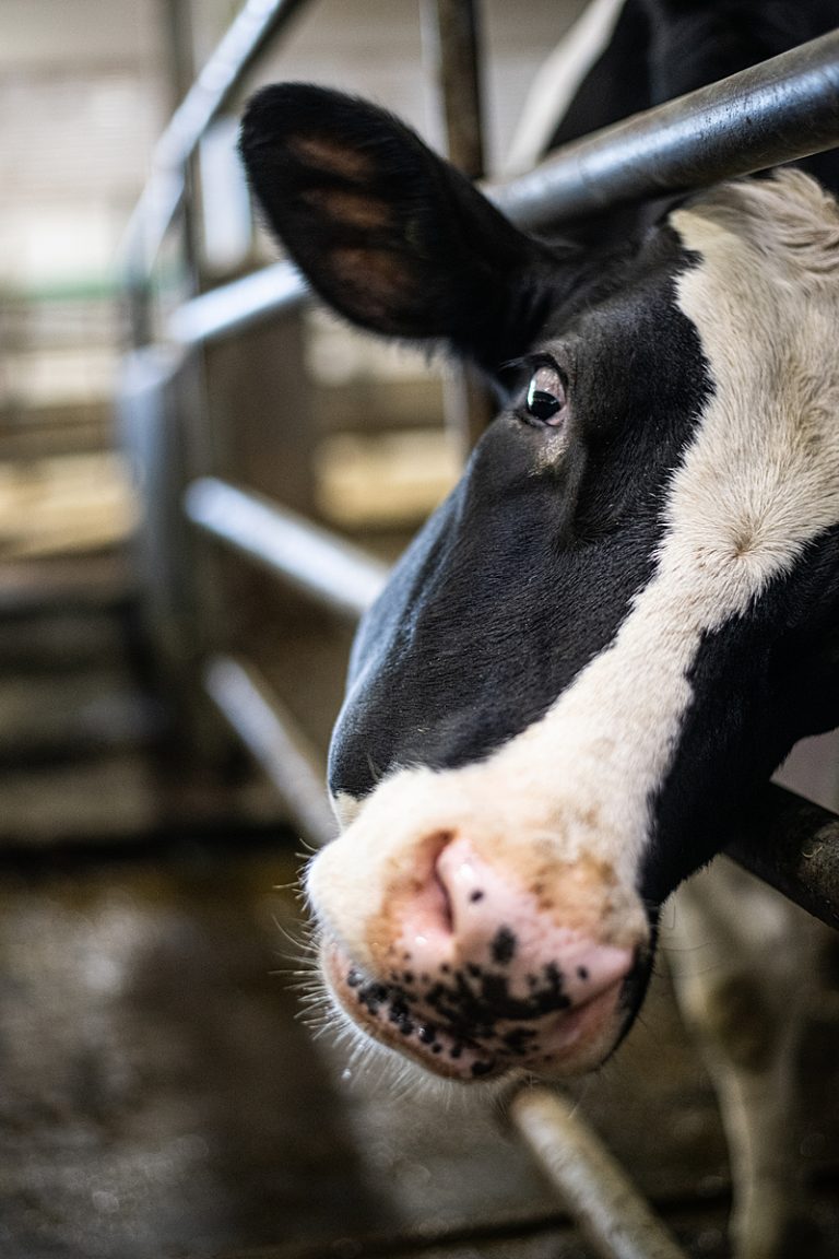 Dieren geven elkaar namen, en dan?