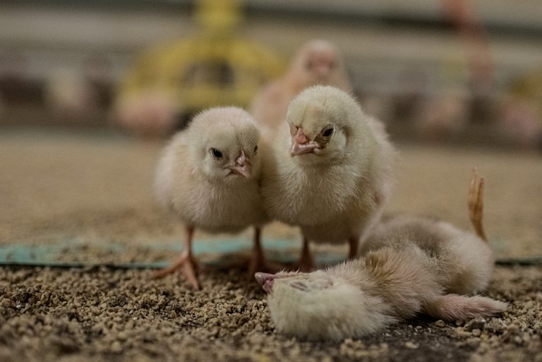 Rouwende dieren