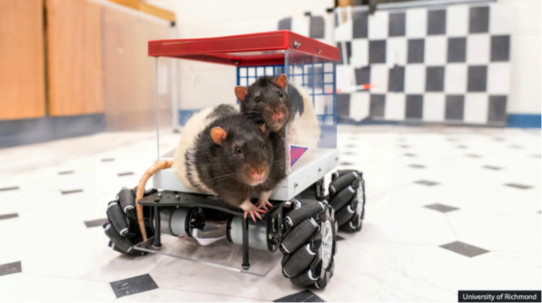 Voorpret als sleutel tot dierenwelzijn