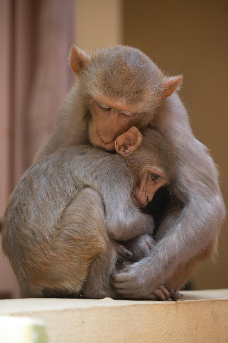 Verzet in de dierentuin – en daarbuiten