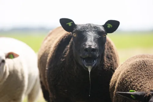 Hittestress voor dieren in de zomer