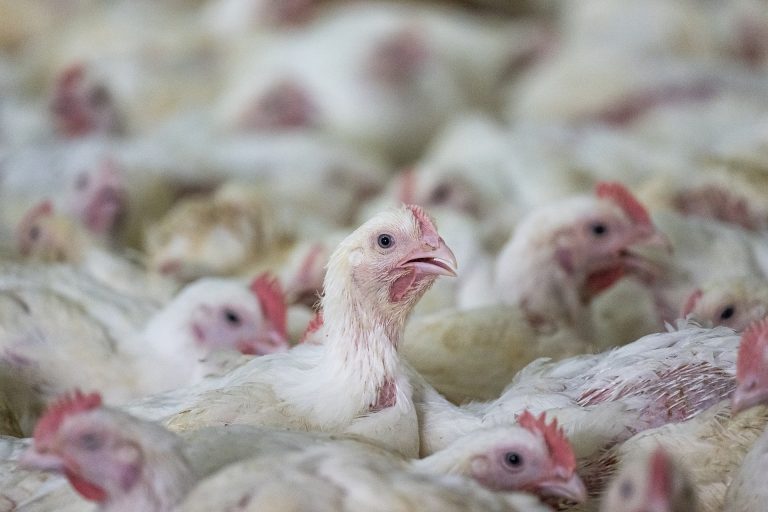 De totstandkoming van het Convenant Dierwaardige Veehouderij