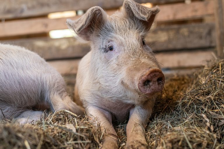 Wiersma’s plannen leiden niet tot een dierwaardige veehouderij