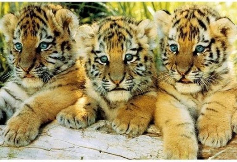 Dieren op de balans