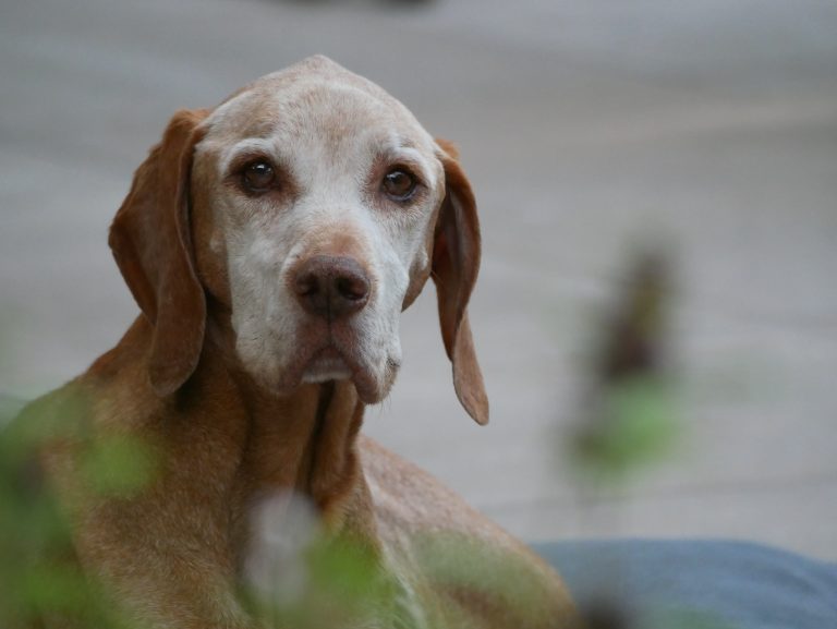 Waarom krijgt een hond wél compassie bij het sterven?