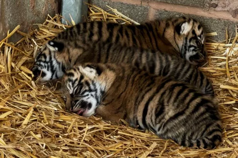 Dieren op de balans