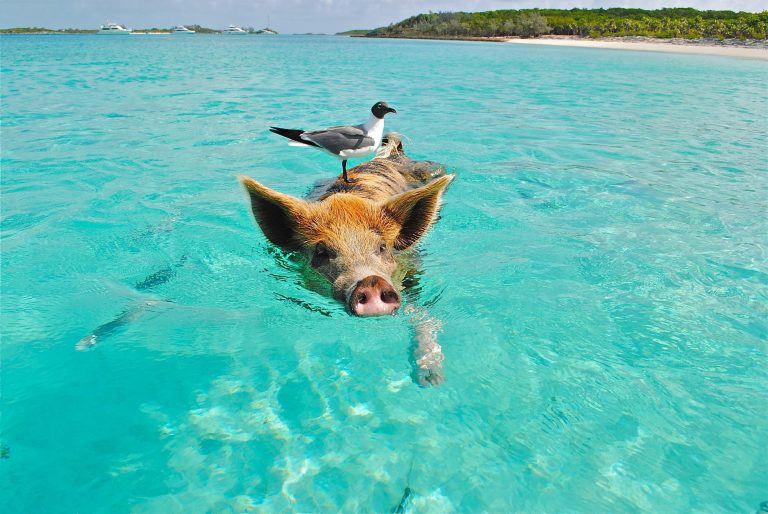 Hoeveel vakantiedagen heeft een varken?