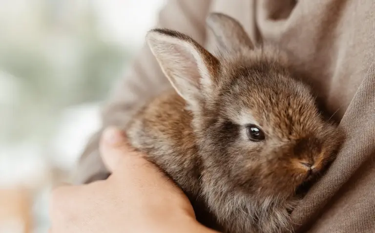 Mooi initiatief op Dierendag