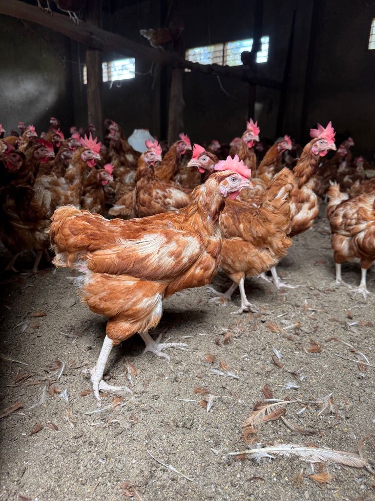 Cage Free+ eieren in Tanzania