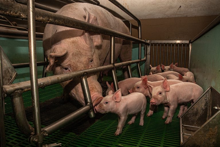Uit solidariteit met vrouwelijke dieren