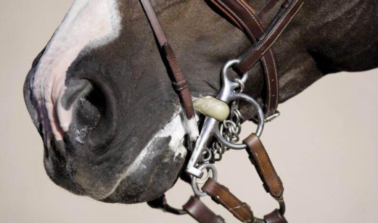 Wat zijn dieronvriendelijke hulpmiddelen in de paardensport?