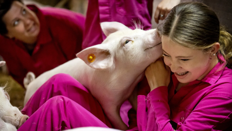 Ook varkens willen gezien worden