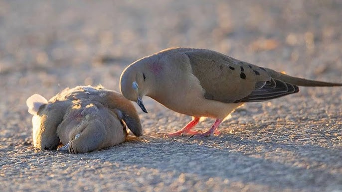 Niet alleen mensen rouwen, dieren doen dat ook