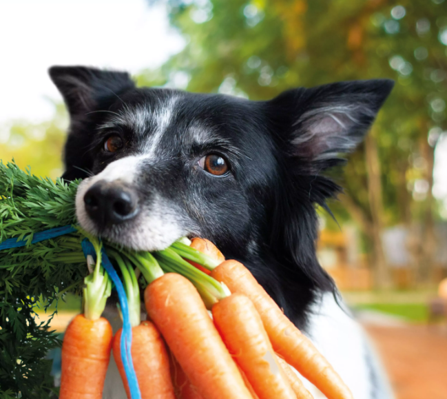 Een plantaardig dieet voor je hond