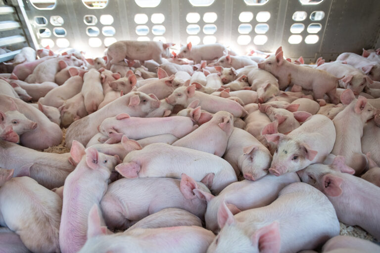 Voorkom hittestress bij mensen én dieren