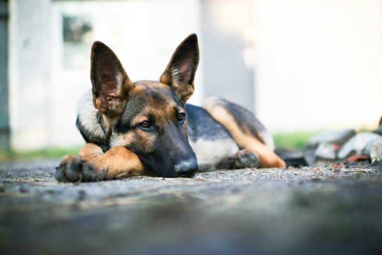Waarom zet de politie mishandelde honden aan het werk?