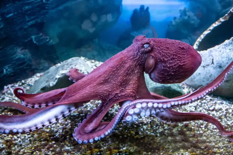 Na jaren procederen komt er in Spanje toch geen grote octopuskwekerij