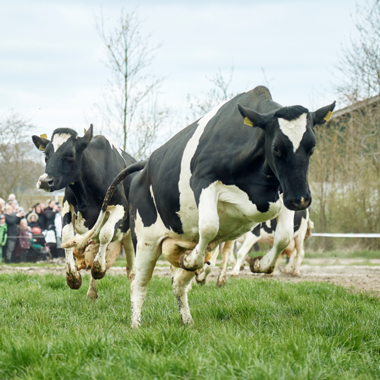 De koeiendans is geen feest, maar een signaal