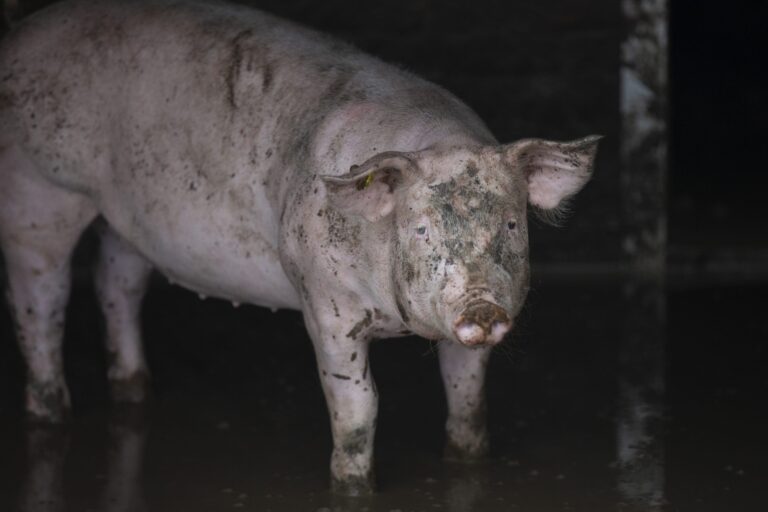 De eenzame zoekbeer