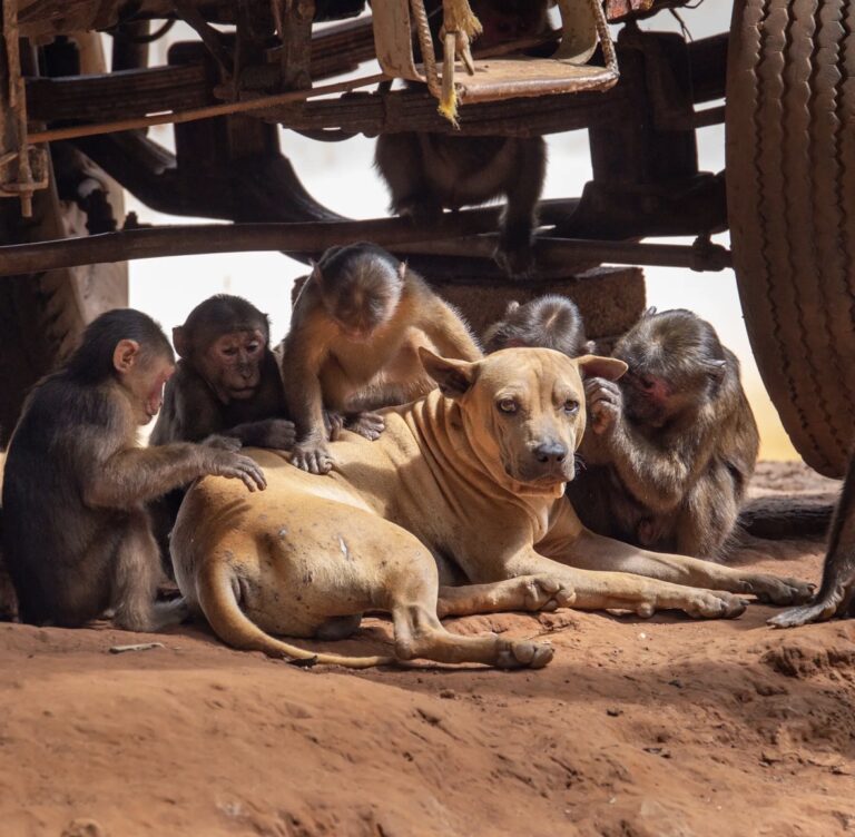 Dieren met huisdieren