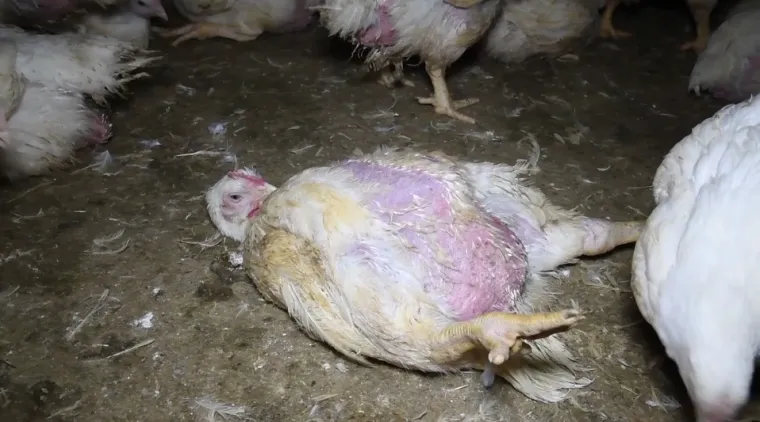Een baby met obesitas