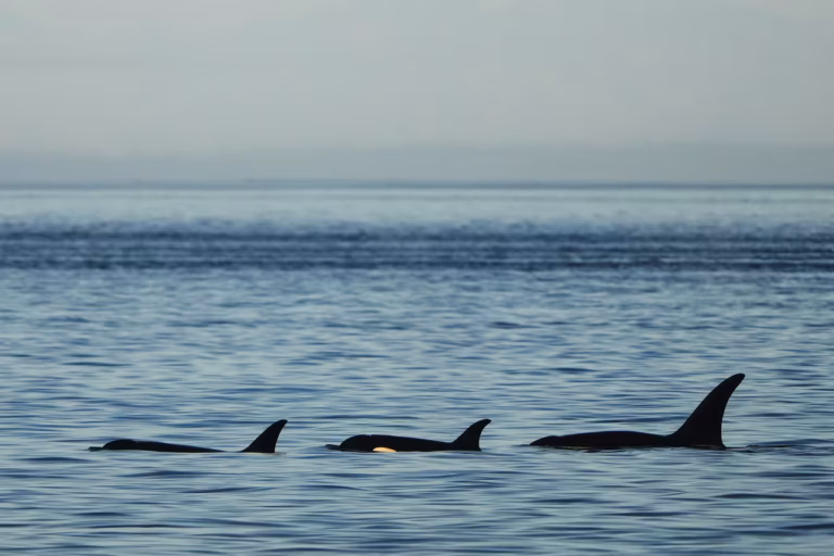 Orka’s willen gewoon spelen